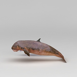 海豚3d模型
