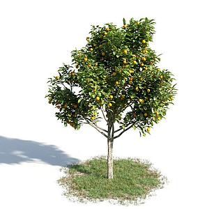 橘子树3d模型