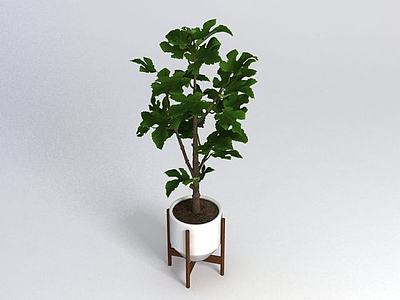 室内盆栽植物3d模型3d模型
