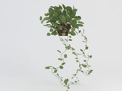 绿萝盆栽3d模型3d模型