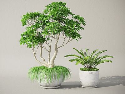 植物盆栽3d模型3d模型