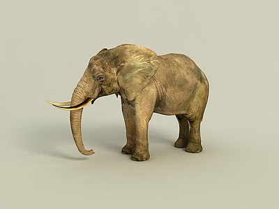 C4D动物大象模型