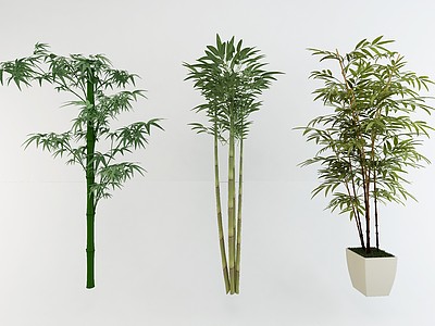竹子植物盆栽组合3d模型3d模型