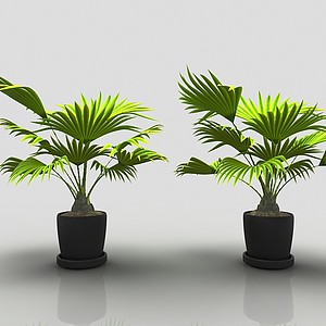 現代風格植物3d模型
