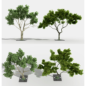 现代景观树绿植3d模型