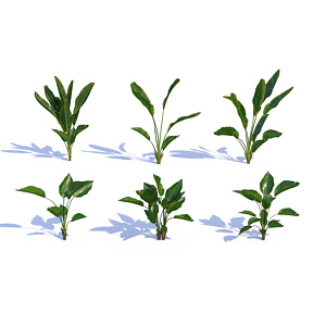 景观灌木植物3d模型