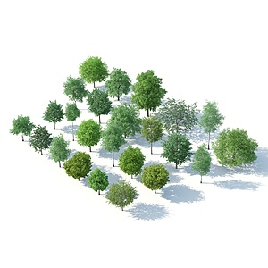现代树木组合3d模型