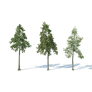 现代树木花树果树3d模型