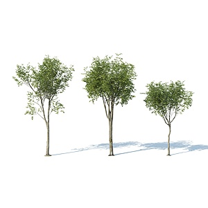 现代树木花树果树3d模型
