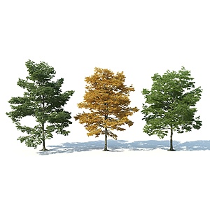 现代树木花树枫树3d模型