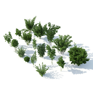 植物竹子组织竹子盆栽3d模型