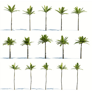 树木热带植物热带树木3d模型