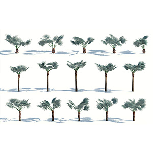 树木热带植物热带树木3d模型