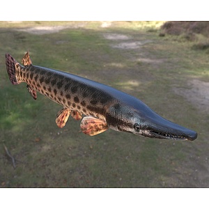 鳄雀鳝3d模型