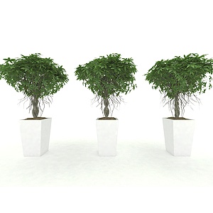 现代风格植物盆栽3d模型