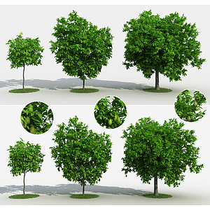 现代梨树果树景观树3d模型