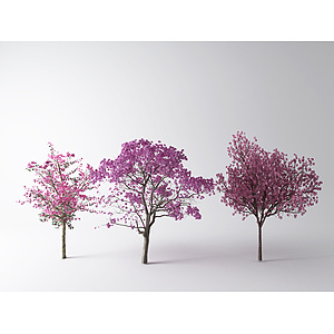 现代树樱花3d模型