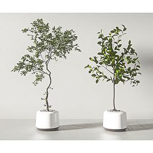 现代盆栽盆景植物组合3d模型