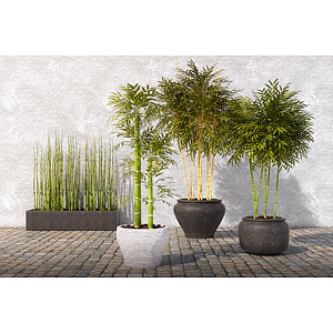 现代景观植物竹子3d模型