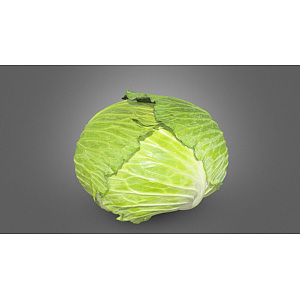 蔬菜卷心菜圆白菜3d模型