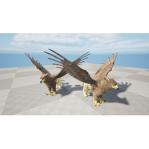 野生动物老鹰3d模型