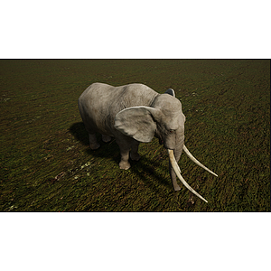 野生非洲草原哺乳大象3d模型