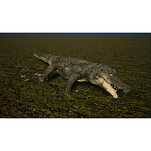野生森林凶猛肉食性鳄鱼3d模型