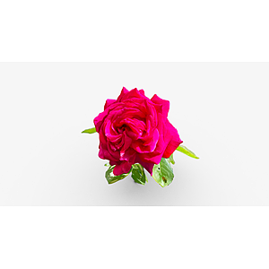 花朵玫红色月季玫瑰花瓣3d模型