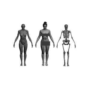 人体高模骨骼肌肉对比3d模型