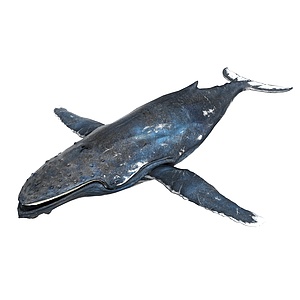 写实动物海洋生物鲸鱼3d模型