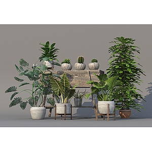 植物绿植盆栽组合3d模型
