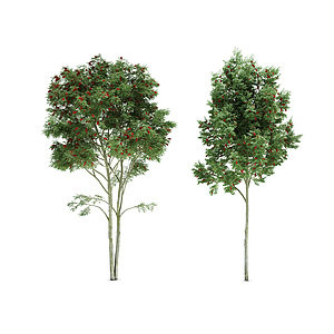 植物树3d模型