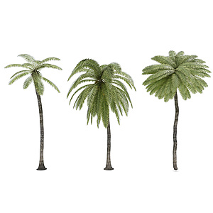 热带植物树3d模型