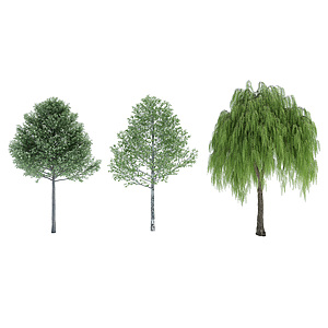 植物树3d模型
