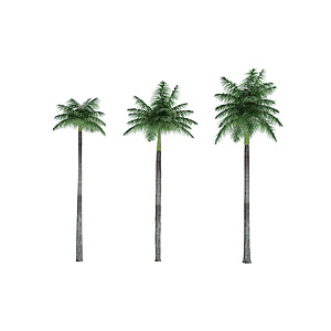 热带植物树3d模型