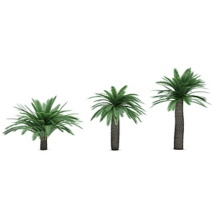 热带植物树龙须树3d模型