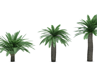 热带植物树龙须树模型3d模型
