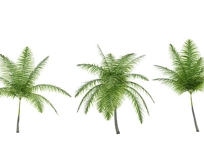 热带植物树大王椰子模型3d模型