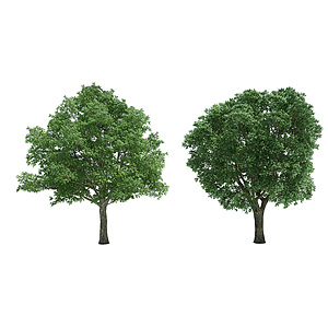 樟树乔木3d模型