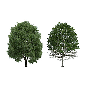 植物树木大树3d模型