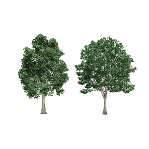 植物树木大树杉树3d模型