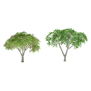 植物树木大树3d模型