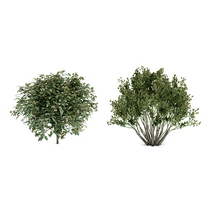植物灌木丛景观草花3d模型