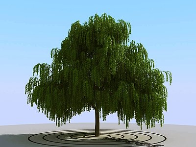 3d景观树柳树模型