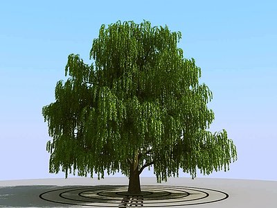 现代景观树柳树模型