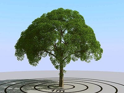 景观树3d模型