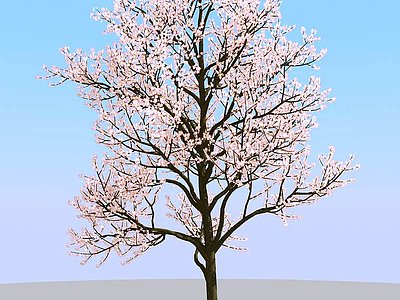景观树开花的树春天树模型