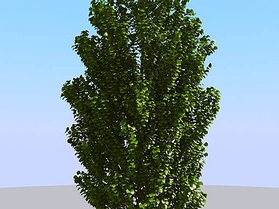 现代景观树3d模型