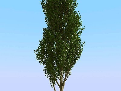 景观树3d模型