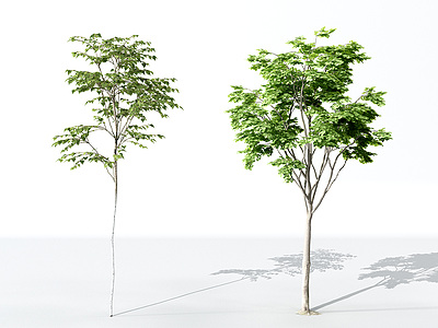 3d景观植物树模型